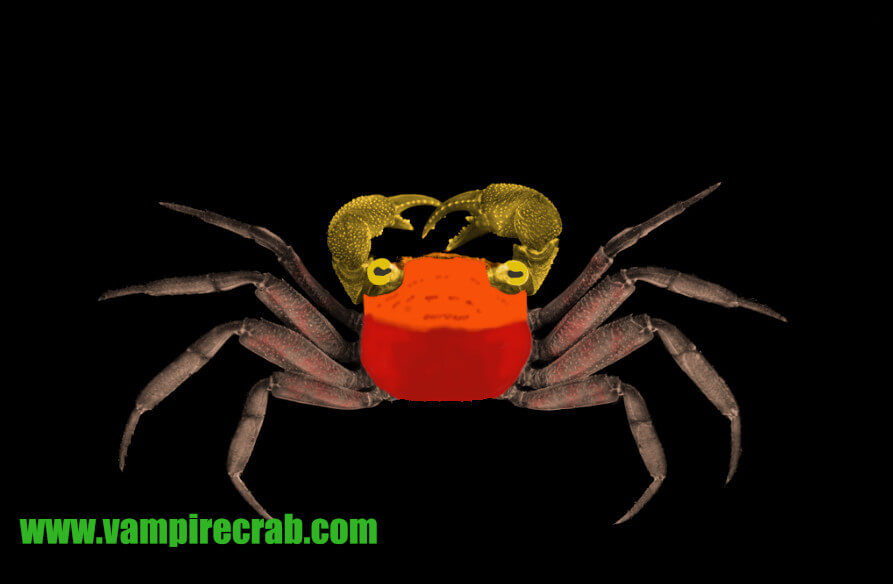 Geosesarma sp. Orange crowned